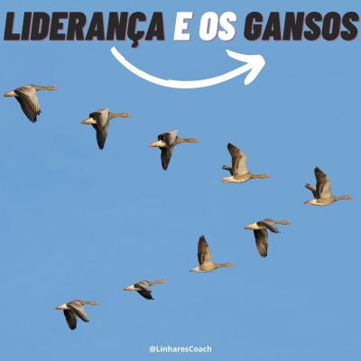 Liderança e os gansos - Psicoligia Esportiva - Linhares Coach