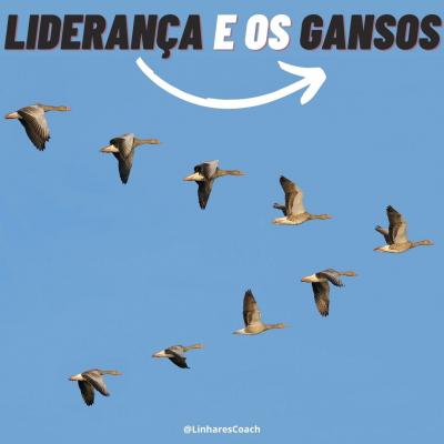 Liderança e os gansos - Psicoligia Esportiva - Linhares Coach